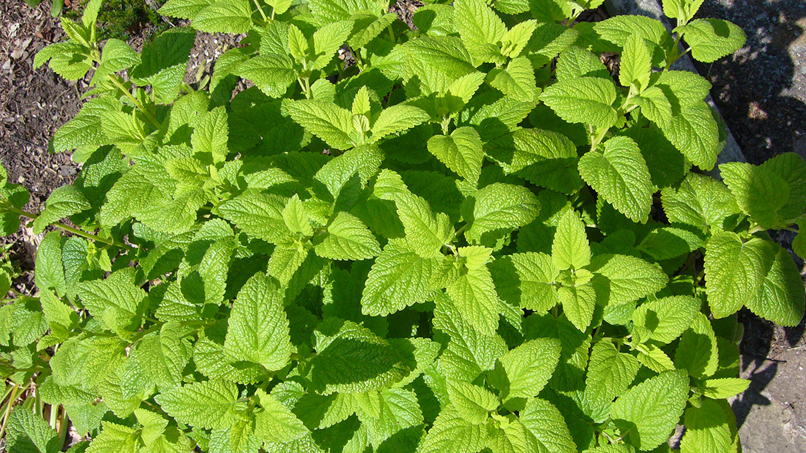 Discover the calming and digestive benefits of Lemon Balm (Melissa officinalis). Explore its herbal wonders for relaxation and overall well-being