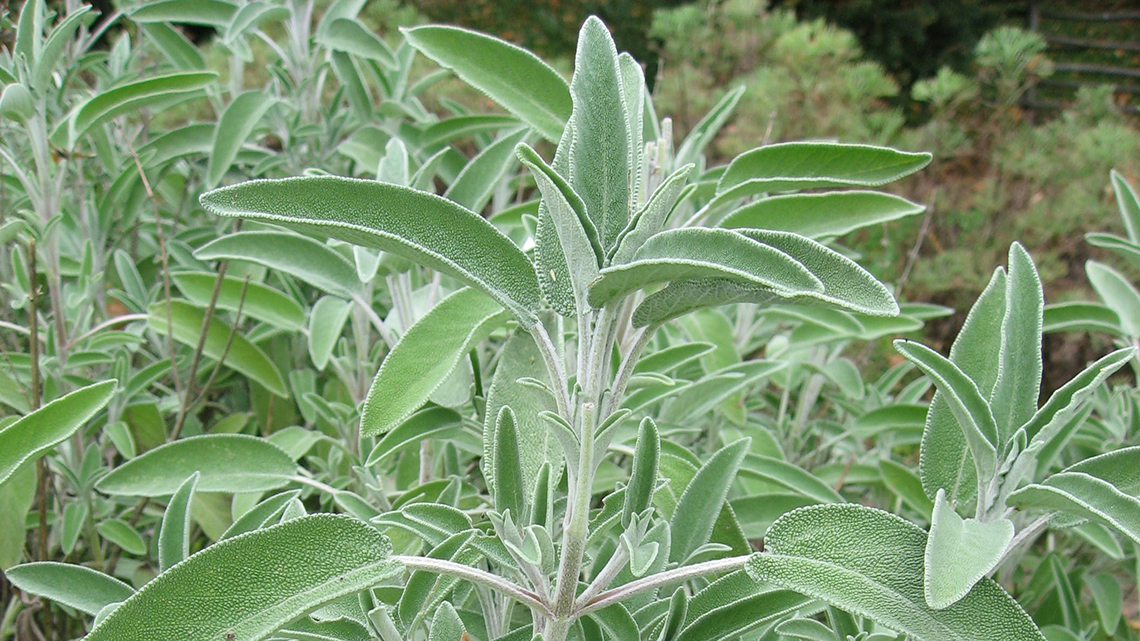 Sage (Salvia officinalis)