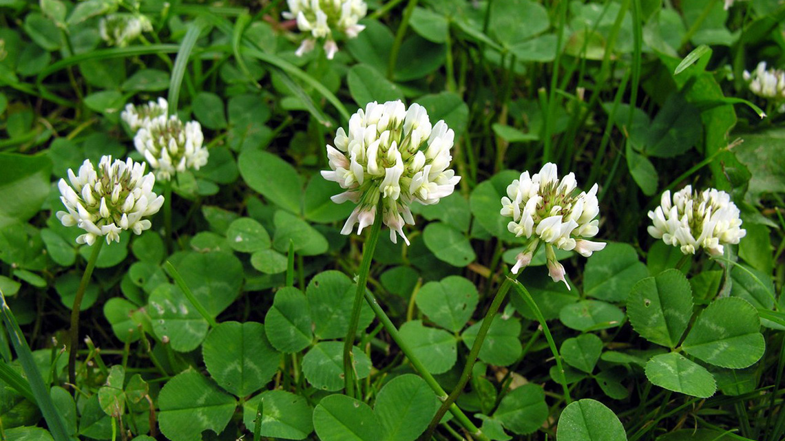 Bela detelina (trifolium repens)