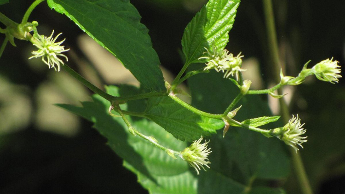 Hmelj (Humulus lupulus)