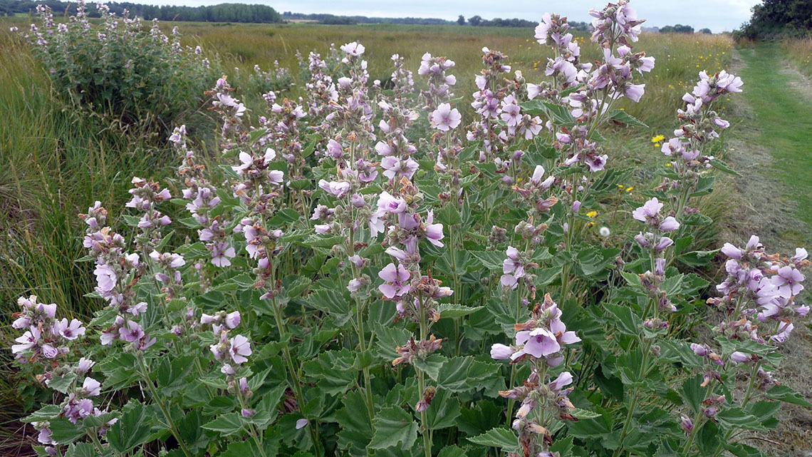 Marshmallow Plant (Althaea officinalis): A Natural Remedy from the Garden