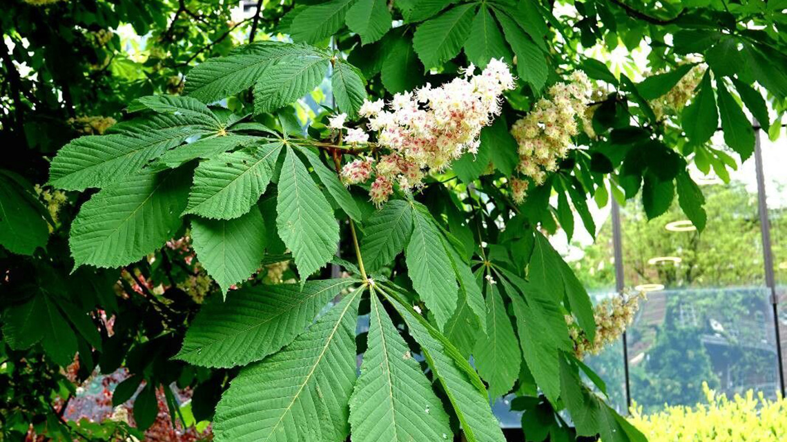 Divlji Kesten (Aesculus hippocastanum)