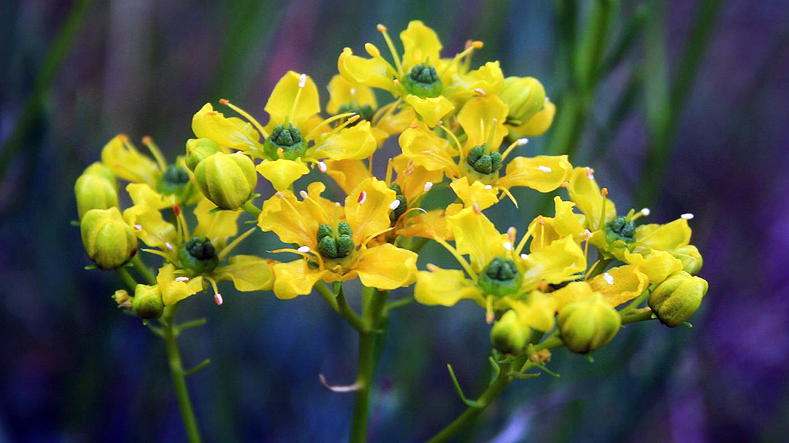 Ruta (Ruta graveolens)