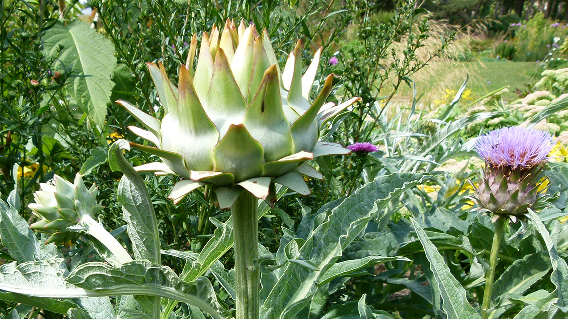 Artičoka (Cynara scolymus) – Kraljica mediteranske bašte