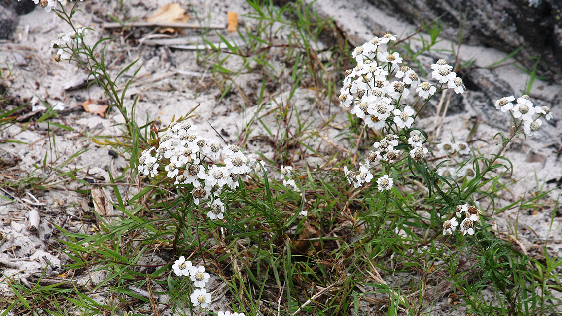 Stolisnik (Achillea ptarmica): Kraljica zelenih proplanka