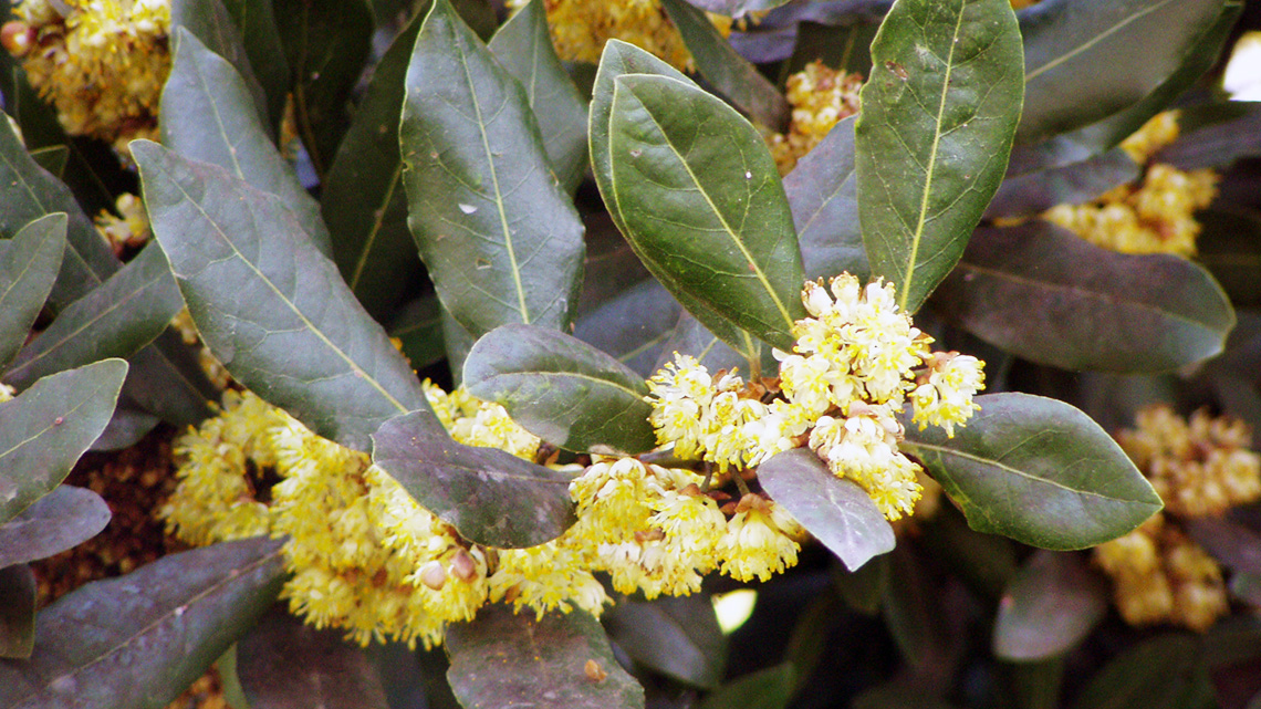 Laurel (Laurus nobilis)