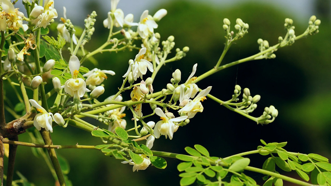 Moringa (Moringa oleifera) – Superbiljka sa brojnim zdravstvenim koristima