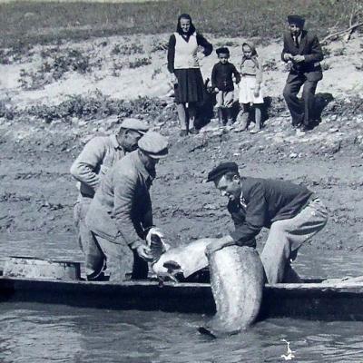 Miroslav Tornjanski – Foto „Mira”